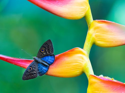 Eurybia Butterfly on Exotic Flower