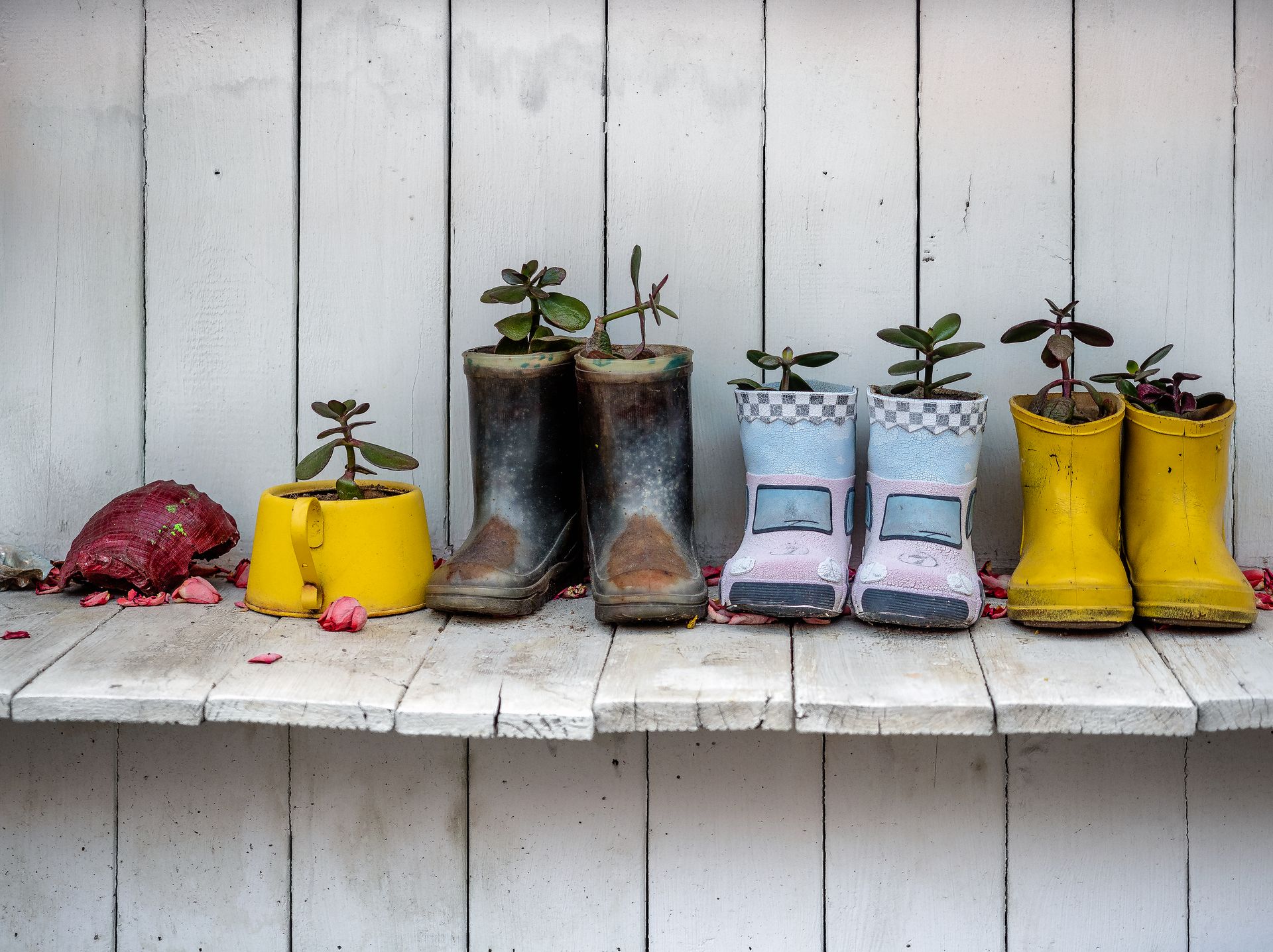 Vibrant rain boots repurposed as plant pots on a rustic wooden shelf. Creative sustainable decor.