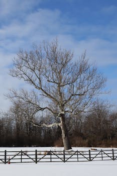 A single bare tree in a snowy rural landscape with a wooden fence under a clear blue sky.
