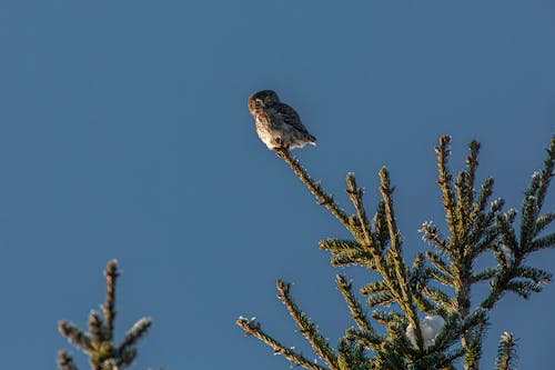 Little Owl on Evergreen Tree