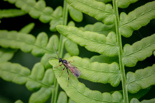 A bug is on a fern leaf