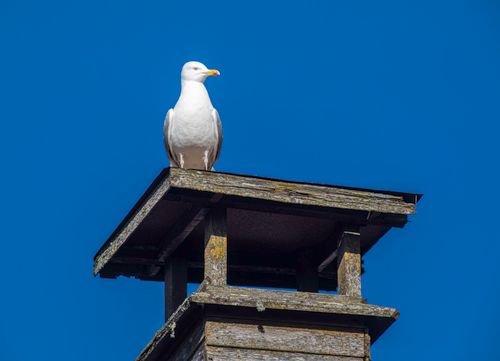 Free Seagull perched on rustic chimney with clear blue sky backdrop, showcasing nature's beauty. Stock Photo