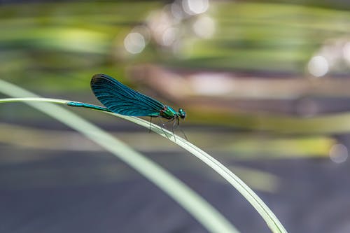 Dragonfly on Leaf