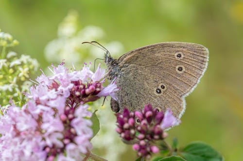 A small brown butterfly sitting on a purple flower