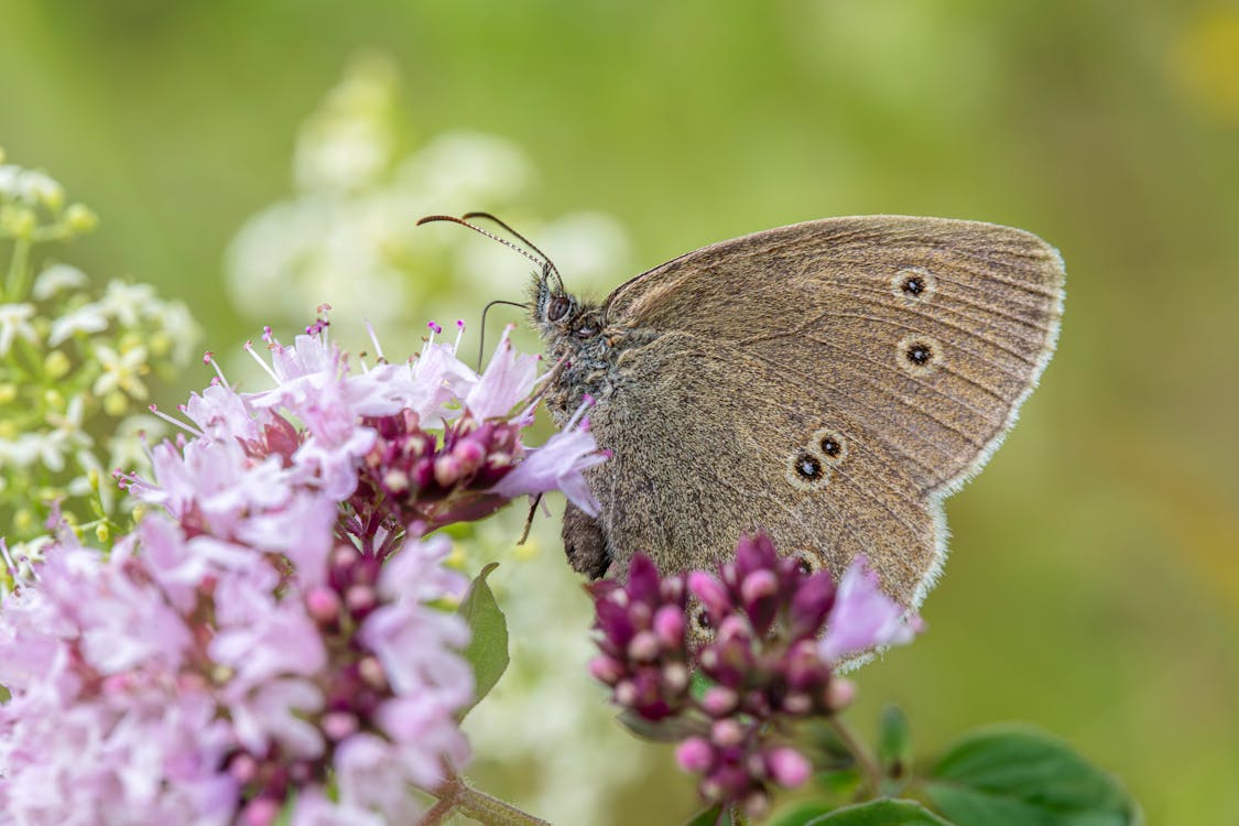 Butterfly on Flower