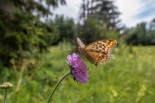A butterfly is sitting on a flower in the grass