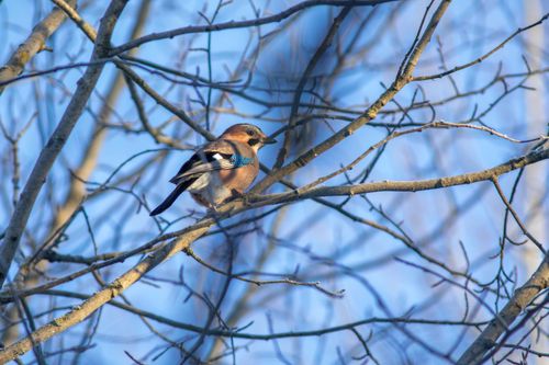Free A vibrant magpie perched on a bare tree branch against a clear sky. Stock Photo