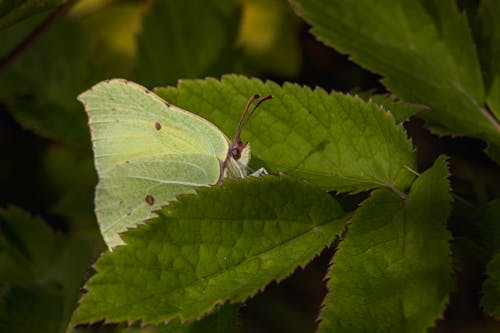 A green leaf with a butterfly on it