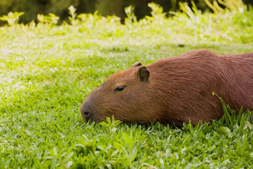 Capybara Lying on Grass