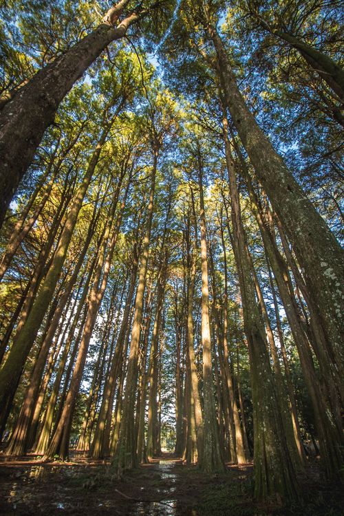 Free Up The Trees Stock Photo