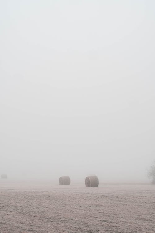 Foggy Field in Winter 