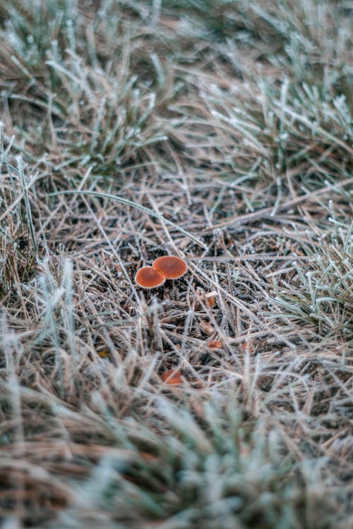 Mushrooms in Grass