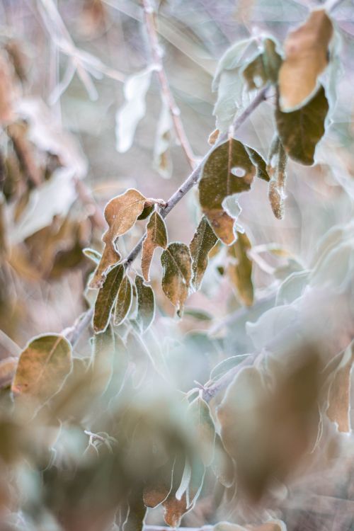 Free Close-up of frost-covered leaves on a branch in a winter setting. Stock Photo