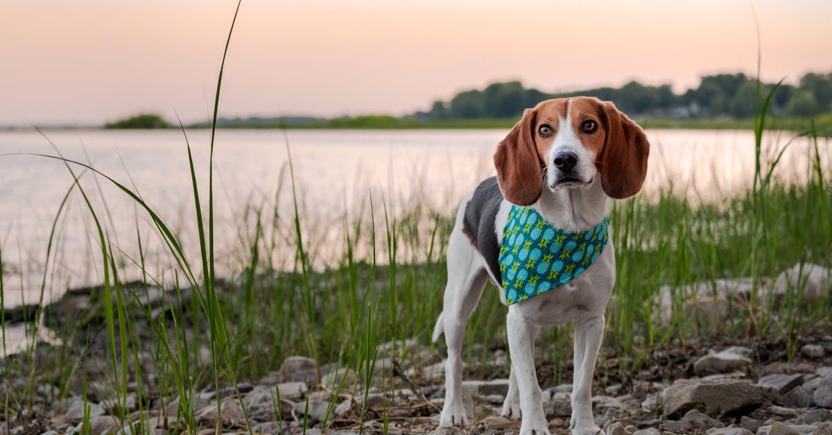 Beagle dog standing on the shore of the lake at sunset