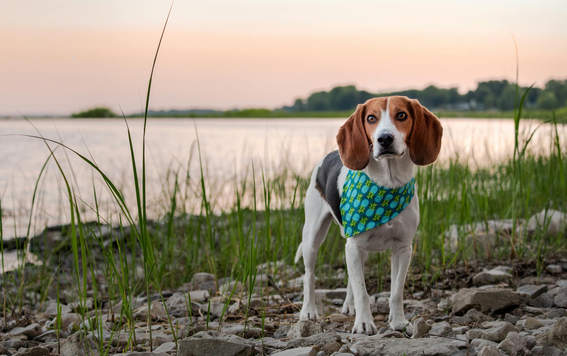 Un chien Beagle debout sur le rivage du lac au coucher du soleil.