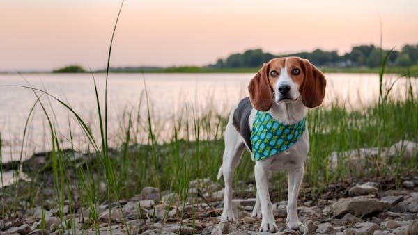 Adorable beagle on rocky lake shore during sunset, wearing a stylish bandana. Captured in Deux-Montagnes, QC, Canada.