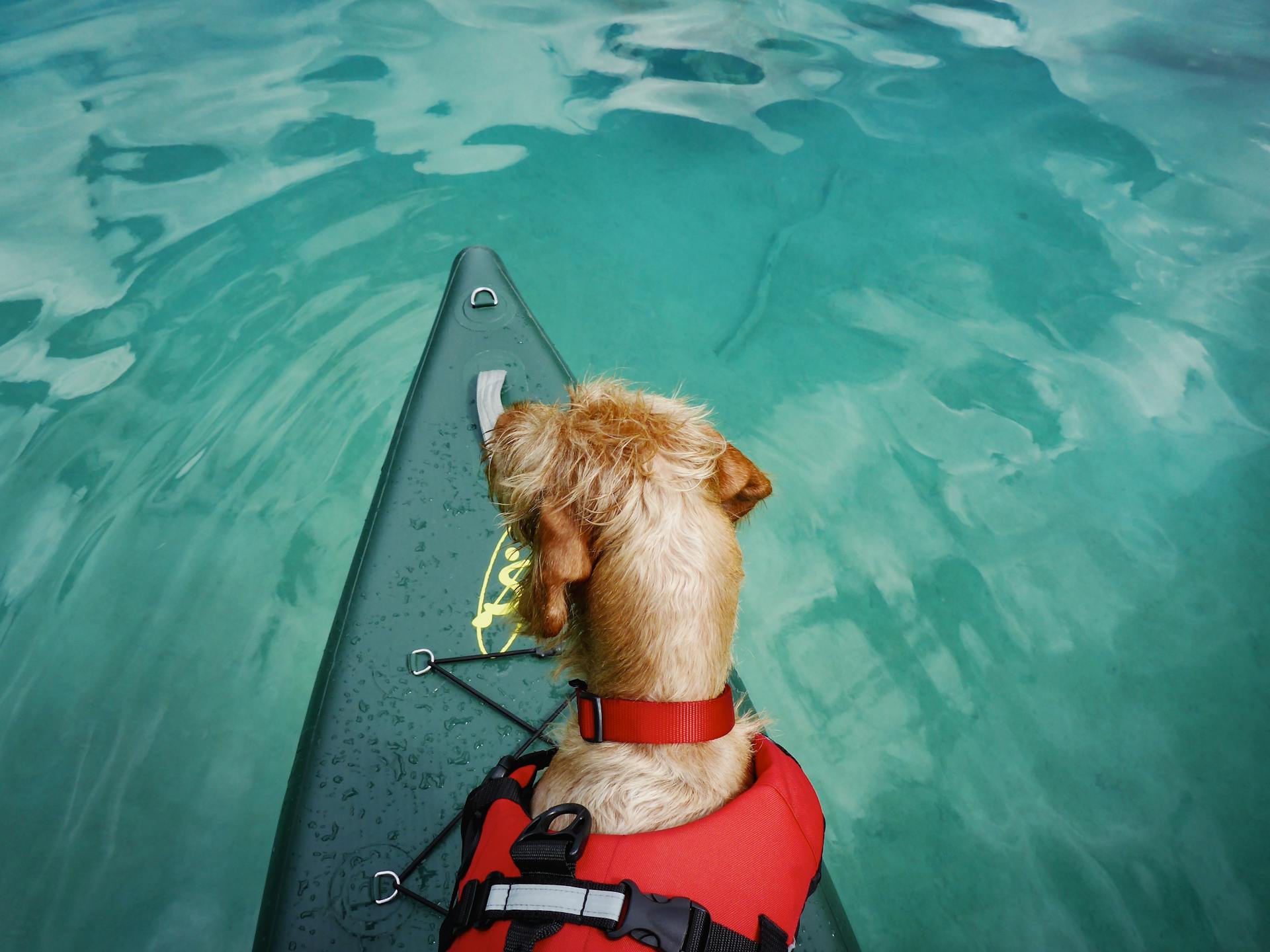 Dog on Paddle Board