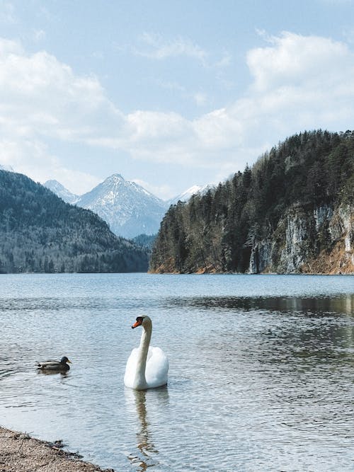 Kostenloses Stock Foto zu natur, schwan, see