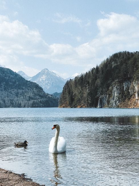 A serene mountain lake with swan and duck, surrounded by forested hills.