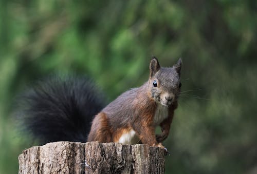 Foto d'estoc gratuïta de enfocament selectiu, esquirol, fotografia d'animals