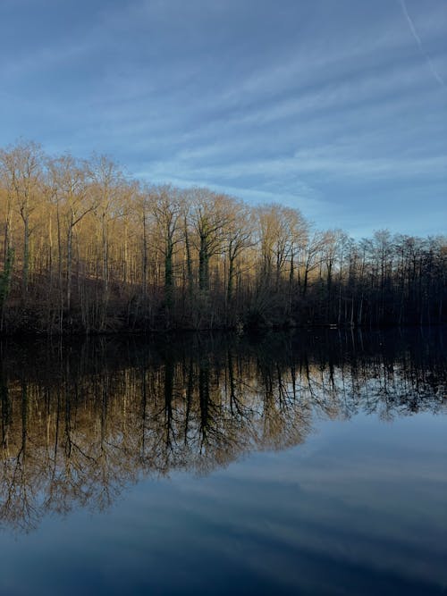 Trees by Lake at Dawn