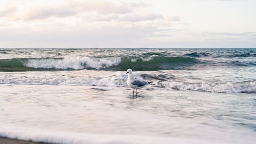A Seagull Standing on the Shore on the Background of the Sea 