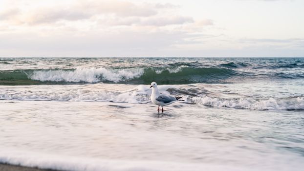 A seagull is standing on the beach in front of the ocean