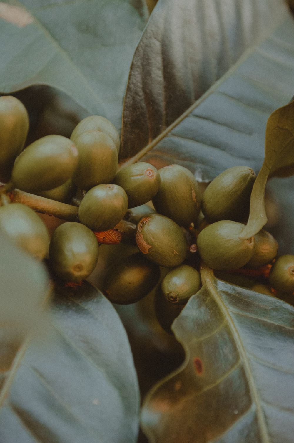 Coffee plant showing green coffee beans and leaves