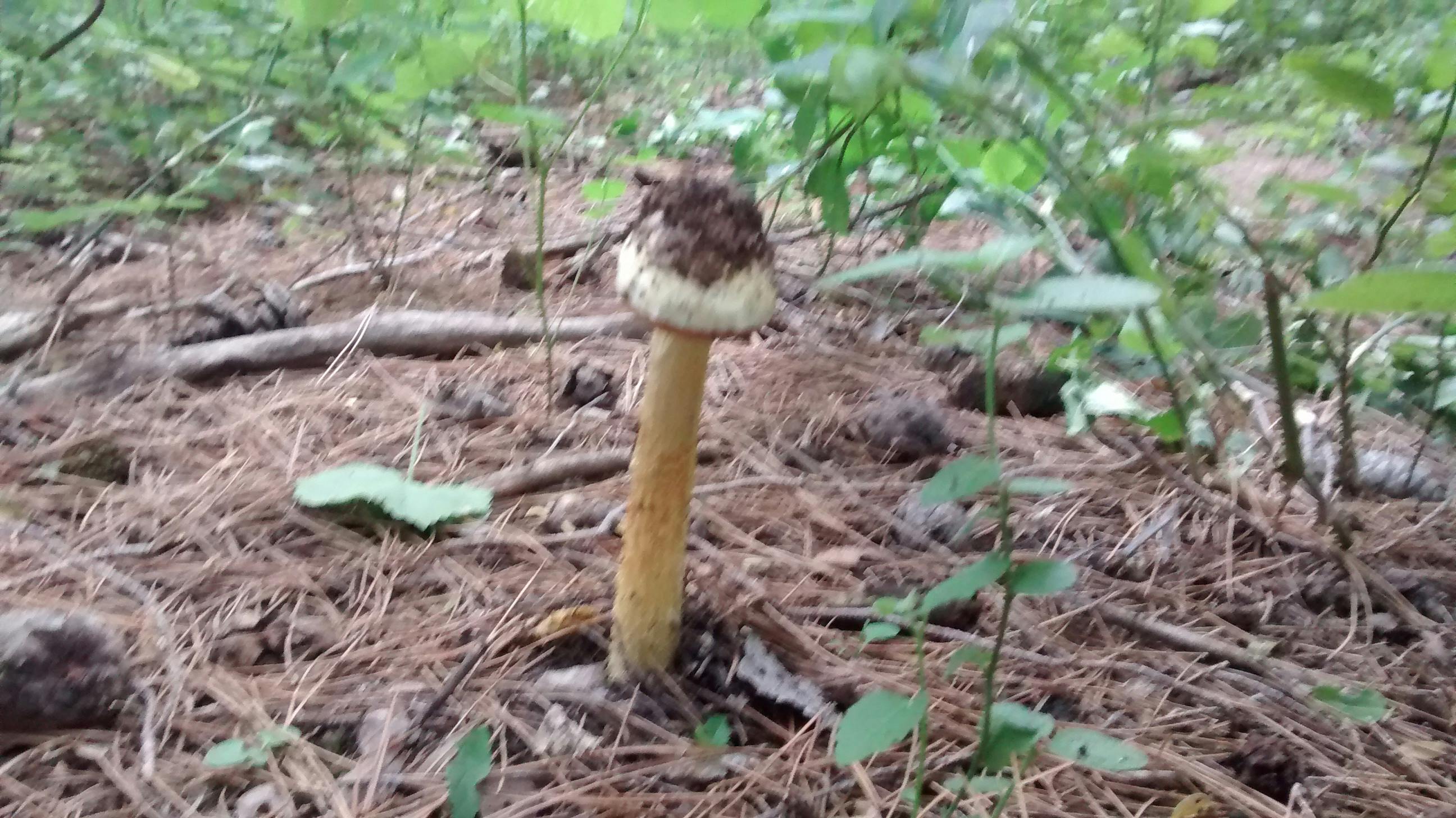 Free stock photo of hongo