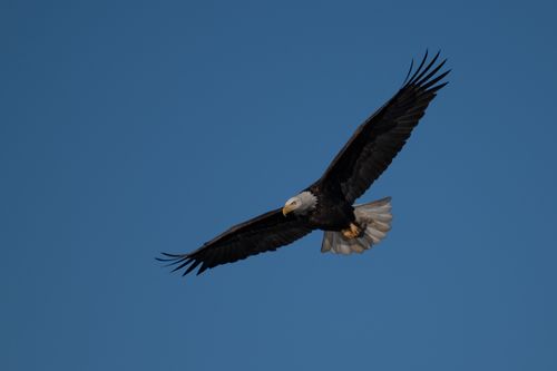 Free A stunning bald eagle in flight against a clear blue sky, showcasing its powerful wings. Stock Photo