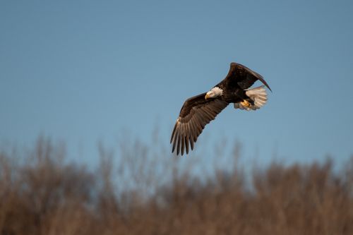 Free A bald eagle gracefully soars through the sky, showcasing its powerful wings in a breathtaking wildlife scene. Stock Photo