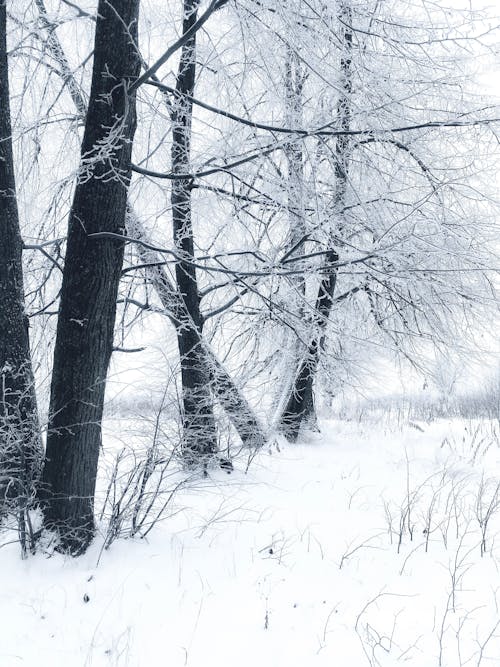 View of a Field and Trees Covered in Snow 