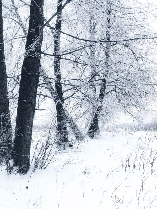 Free Serene winter scene of snow-laden trees and frosty branches in a barren field. Stock Photo