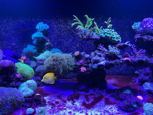 Immagine gratuita di barriera corallina, colori, coralli