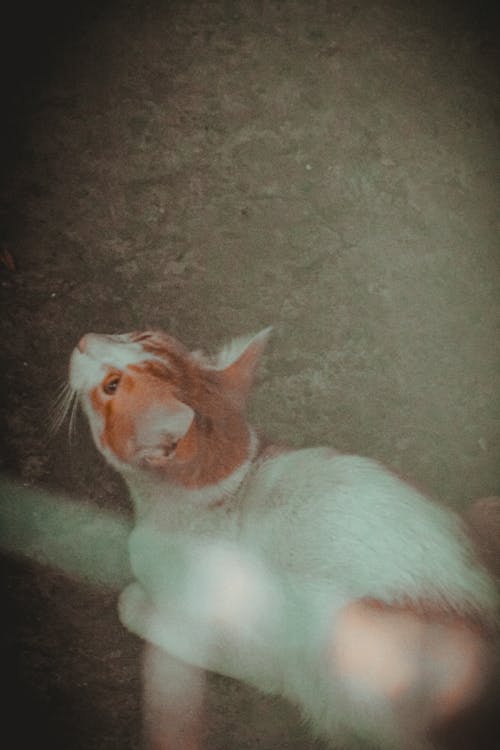 Безкоштовне стокове фото на тему «білий, бродячий кіт, ветеринар»
