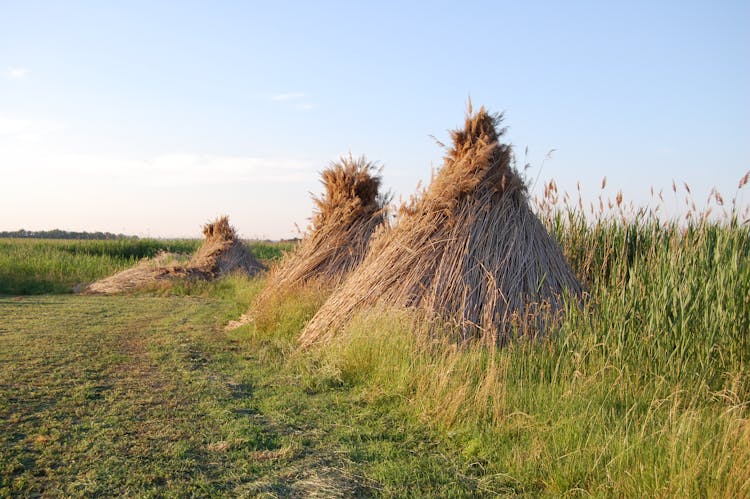 Hay In Summer