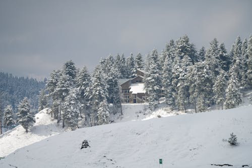 Wooden House Among Coniferous Trees in Winter