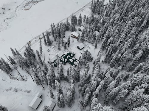 Wooden Buildings Among Coniferous Trees in Winter 