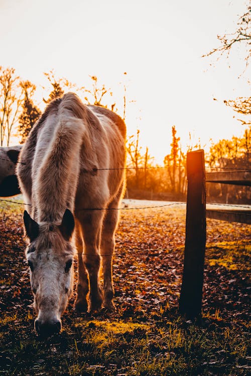 Brown Horse during Golden Hour Close-up Photography