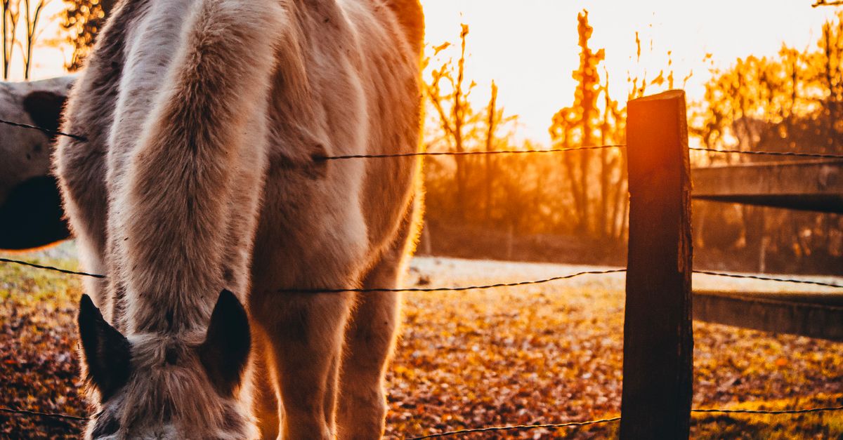 Brown Horse During Golden Hour Close up Photography Free Stock Photo brown-horse-during-golden-hour-close-up-photography-free-stock-photo