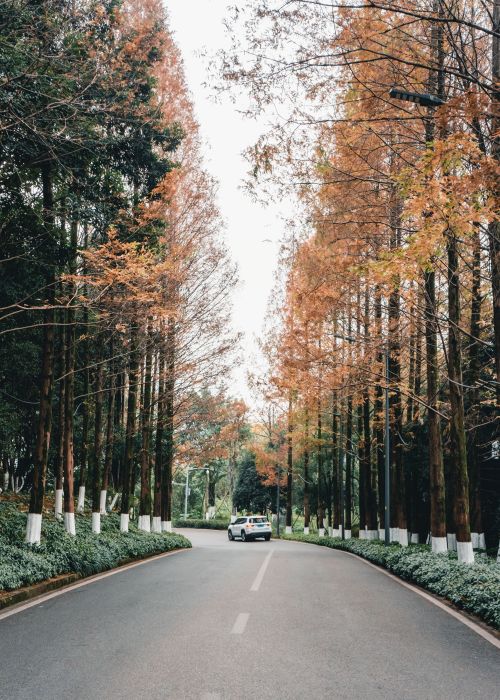 Free A peaceful drive through a tree-lined road with fall foliage and a solitary car. Stock Photo
