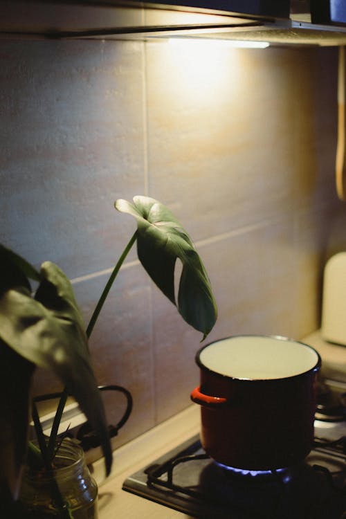 Pot on a Gas Stove and Plant in a Kitchen