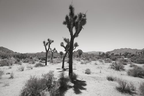 Cactus Growing in Desert