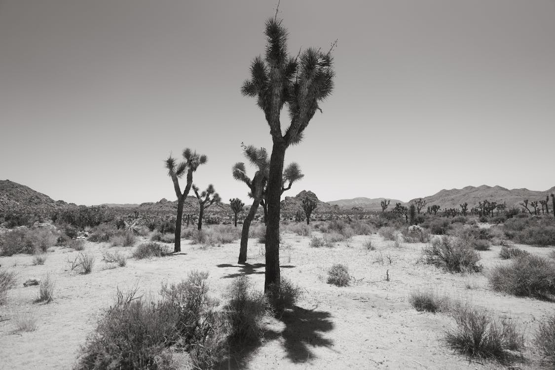 Joshua tree, black and white · Free Stock Photo