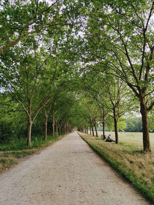 Free Beautiful tree-lined pathway in Paris park, offering a tranquil escape from the city hustle. Stock Photo