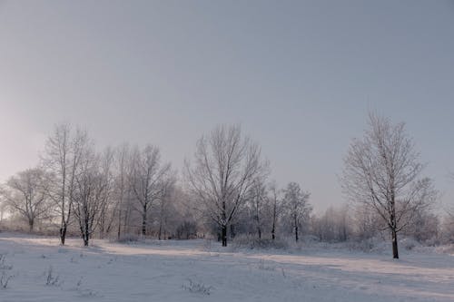 Foto d'estoc gratuïta de arbres, àrid, camp