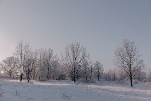 A tranquil winter scene with snow-covered trees under a clear sky, showcasing the serene beauty of nature.