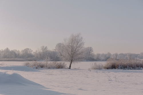 Darmowe zdjęcie z galerii z drzewa, krajobraz, przeziębienie