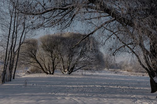 Foto d'estoc gratuïta de arbres, àrid, camp