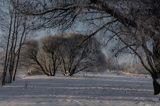 Serene winter scene with bare trees in a snowy rural landscape, evoking isolation and peace.